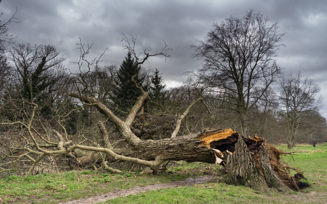 Storm Damage Clean up Wilkesboro, NC, Boone, NC, and the foothills.