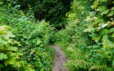 Can You Help Make Overgrown Land Usable Again