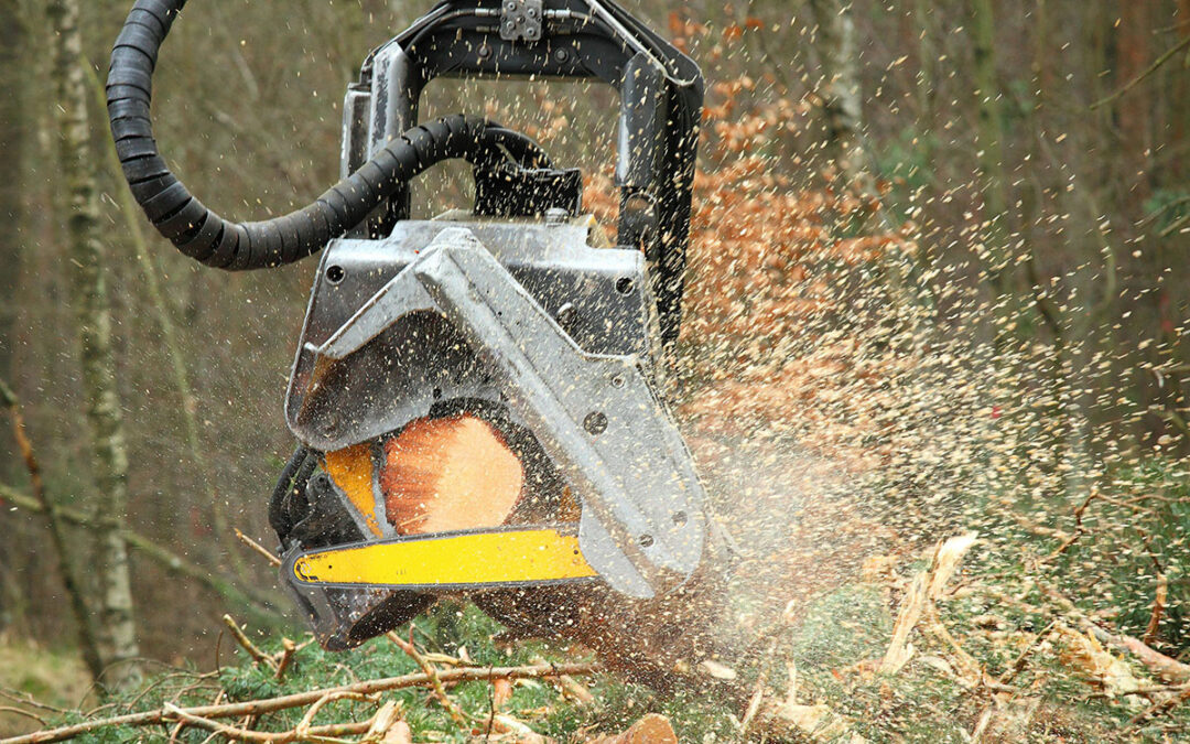 Is Forestry Mulching Better Than Traditional Land Clearing?