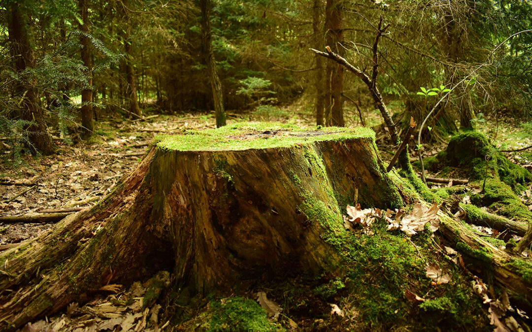When Should A Stump Be Removed Instead Of Left In Place?