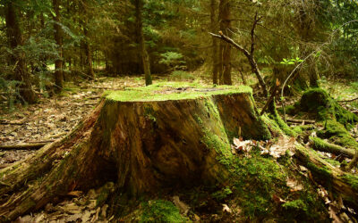 When Should A Stump Be Removed Instead Of Left In Place?