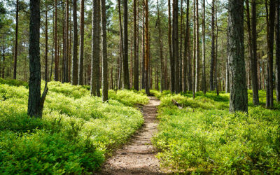 12 Tips for Building a Great Trail on Your Property